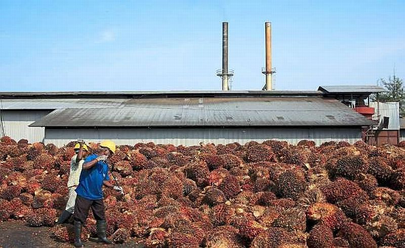 24 Daftar Saham Sawit di Bursa Efek Indonesia: Kinerja dan Peluang Industri CPO