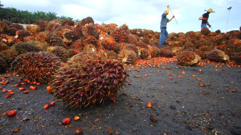 Harga Sawit Anjlok, Pemda Diminta Aktif Awasi Pembelian TBS