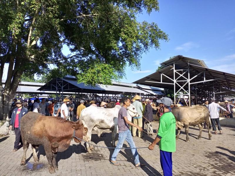 Sapi Idx Pasar Hewan Tutup Dua Minggu Imbas Wabah PMK, Pedagang Sapi: Dapat Duit ...
