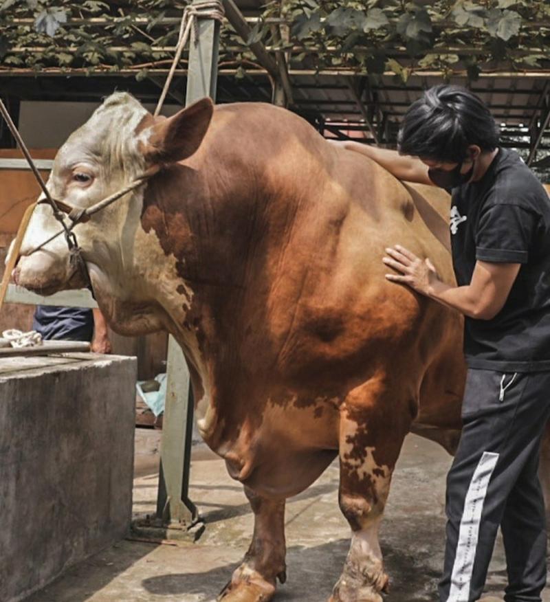 Sapi Idx Jelang Idul Adha, Atta Halilintar Beli Sapi Megalodon Berbobot 1,2 Ton