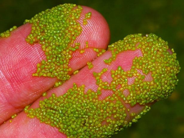 Inilah Buah Terkecil di Dunia, Ukuran Hanya Sebesar Semut