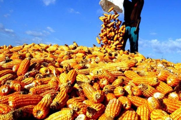 Pemerintah Pastikan Stop Impor Beras hingga Gula di 2025