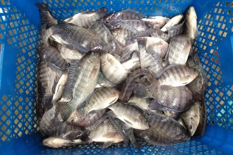 Revitalisasi Tambak Pantura Bisa Bawa Ikan RI Tembus Pasar Global
