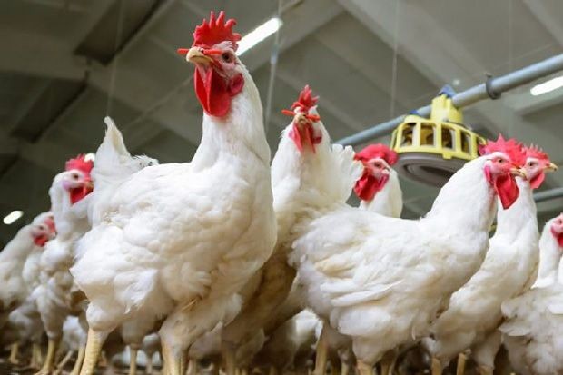 Emiten Peternakan (AYAM) Transaksi Aset Senilai Rp70 Miliar, Ini Rinciannya