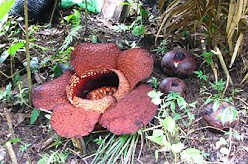 Enam Penemuan Menakjubkan di Hutan Belantara, Ada dari Indonesia