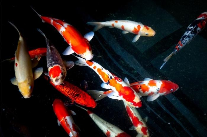 5 Jenis Ikan Koi Beserta Harga dan Cara Merawatnya, Tertarik Pelihara?