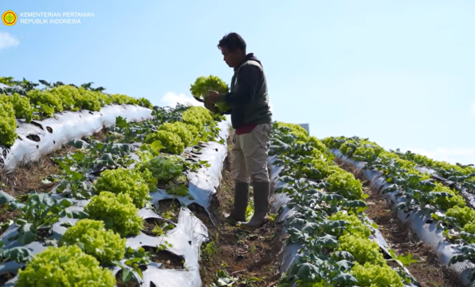 Kisah Inspiratif Petani Muda: Dulu Kerja di Bengkel, Sekarang Raup Rp8 Juta per Minggu