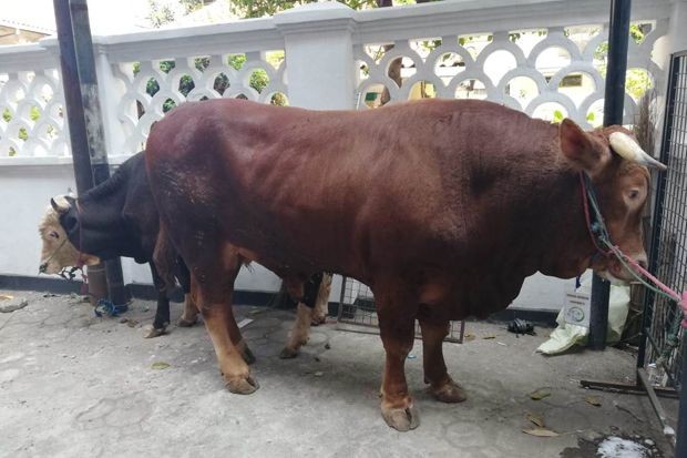 Gibran Sumbang Sapi Limosin Berbobor 500 Kg ke Masjid Al-Azhar