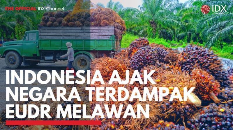 Indonesia Ajak Negara Terdampak EUDR Melawan. (Sumber : IDXChannel)