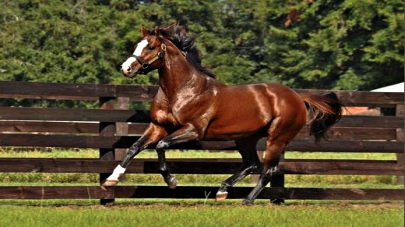 8 Hewan Peliharaan Termahal di Dunia, Ada yang Capai Ratusan Miliar