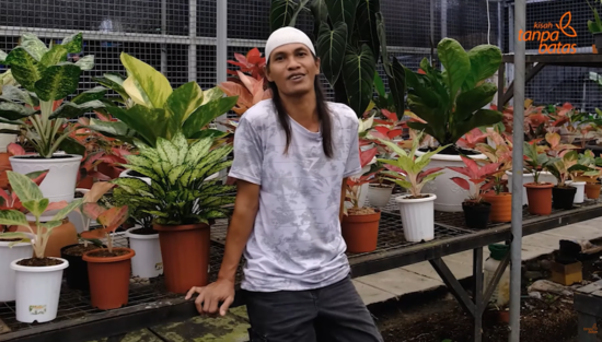 Cerita Sukses: Berkat Monstera, Eks Kuli Bangunan ini Bisa Beli Mobil dan Renovasi Rumah