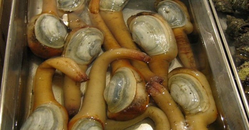 Mengapa Kerang Geoduck Mahal? Simak Ulasannya