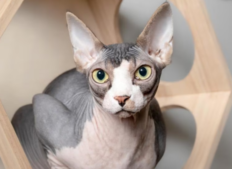 9 Harga Kucing Tanpa Bulu, Bisa Dibanderol Belasan hingga Puluhan Juta Rupiah