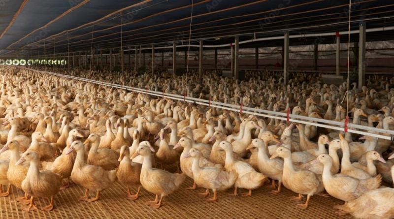 Peluang Usaha Ternak Bebek Petelur: Keuntungan dan Tips, Cuan Bisa Dobel Digit