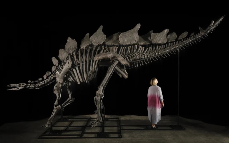 Rekor, Miliarder Ini Beli Fosil Dinosaurus Rp718 Miliar