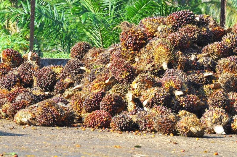 Harga CPO Turun Terseret Pelemahan Minyak Nabati