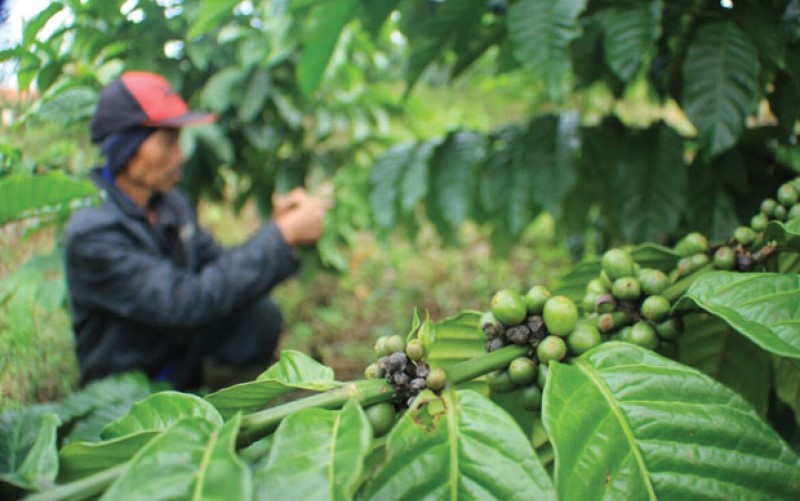 Kementan Siapkan Rp9,5 Triliun untuk Hilirisasi Tujuh Komoditas, Ada Kelapa hingga Kopi
