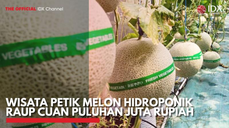 Wisata Petik Melon Hidroponik Raup Cuan Puluhan Juta Rupiah. (Sumber : IDX Channel)