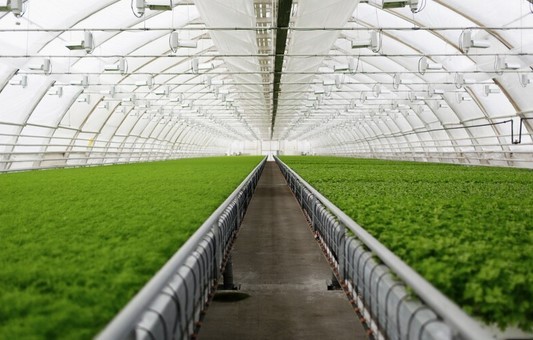 Belajar dari Belanda, Indonesia Kaji Teknologi Greenhouse untuk Tingkatkan Produksi Pertanian