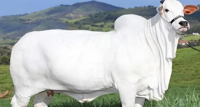 Termahal di Dunia, Harga Sapi Viatina-19, Bisa Buat Beli 3 Lamborghini Revuelto