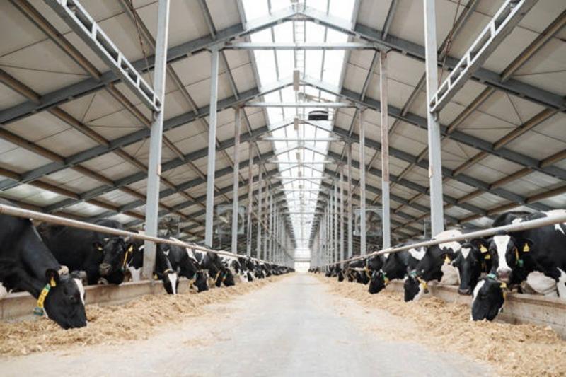 Estika Tata Tiara (BEEF) Bakal Kedatangan 250 Ekor Sapi pada Oktober 2025