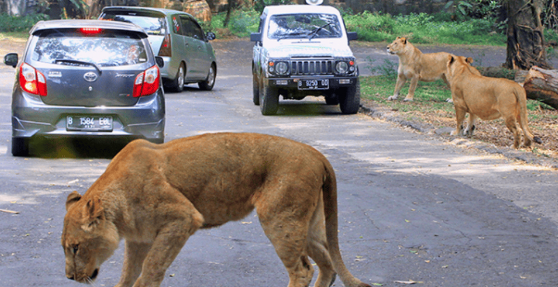 Daftar Lengkap Harga Tiket Taman Safari Bogor, Bayar Segini Bisa Liat Panda