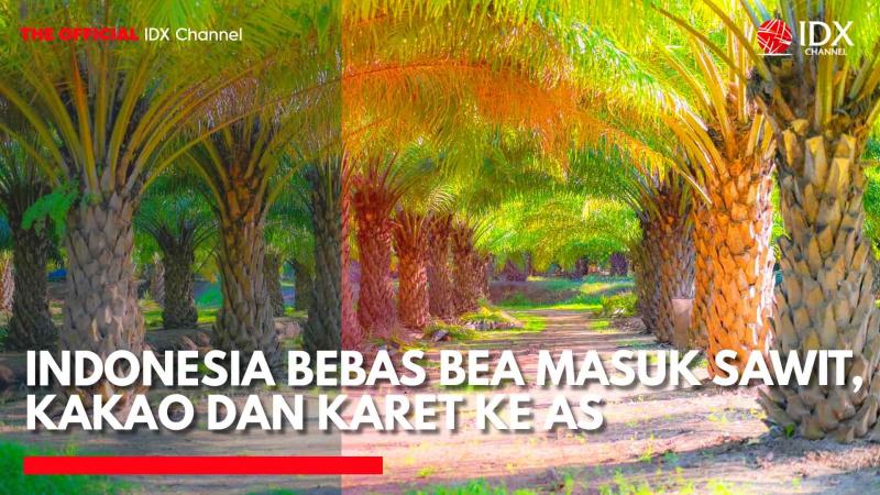 Indonesia Bebas Bea Masuk Sawit, Kakao dan Karet ke AS. (Sumber: IDX Channel)