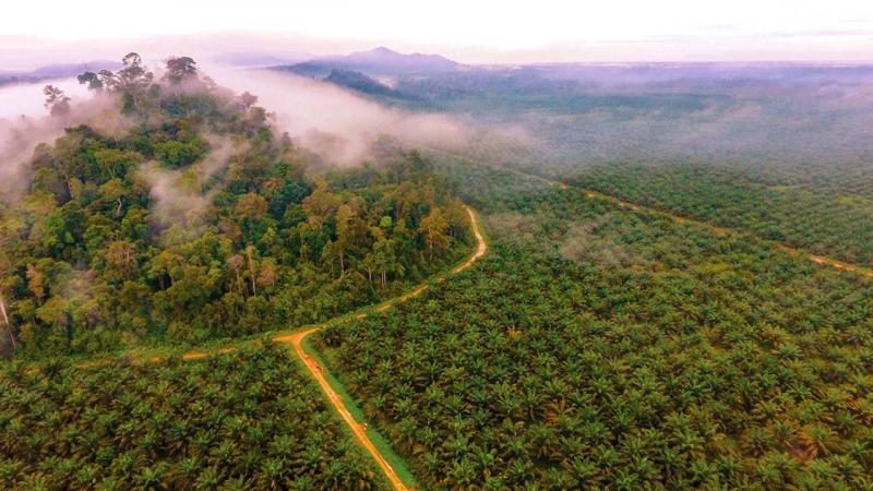 PGUN Bantah Punya Lahan Sawit di dalam Kawasan Hutan