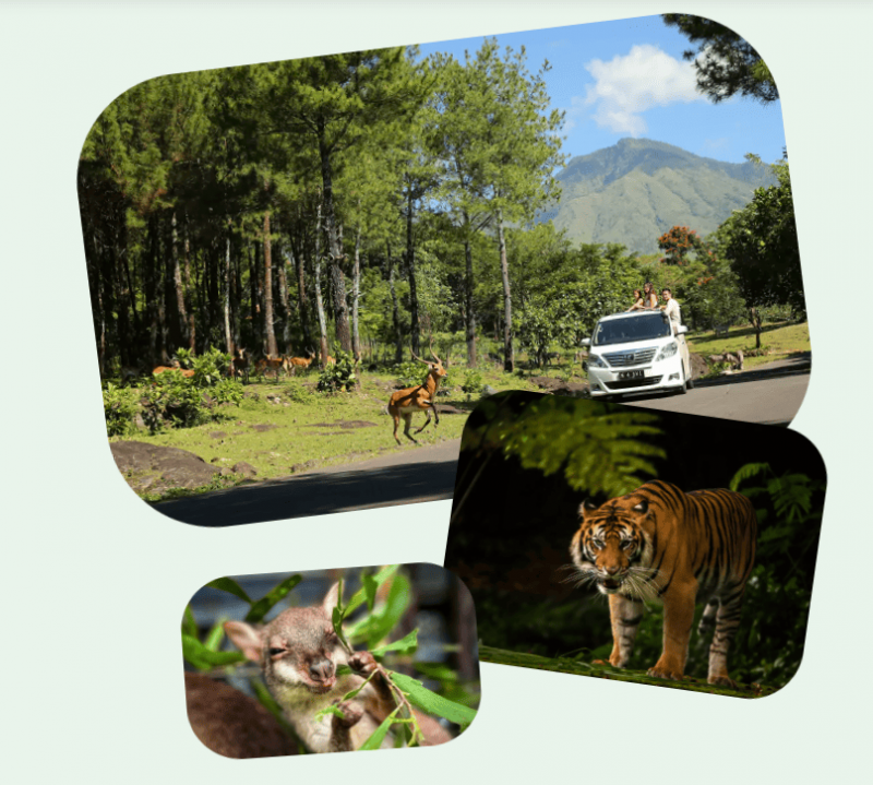 Daftar Harga Tiket Taman Safari Prigen Lengkap 2025, Ini Wahana yang Diperoleh