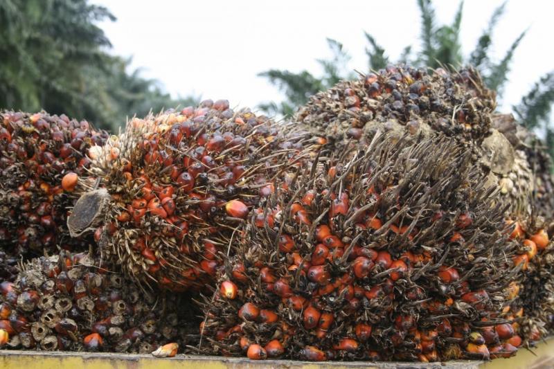 Saham Sawit (CPO) DSNG-TAPG Cs Menghijau saat IHSG Merah