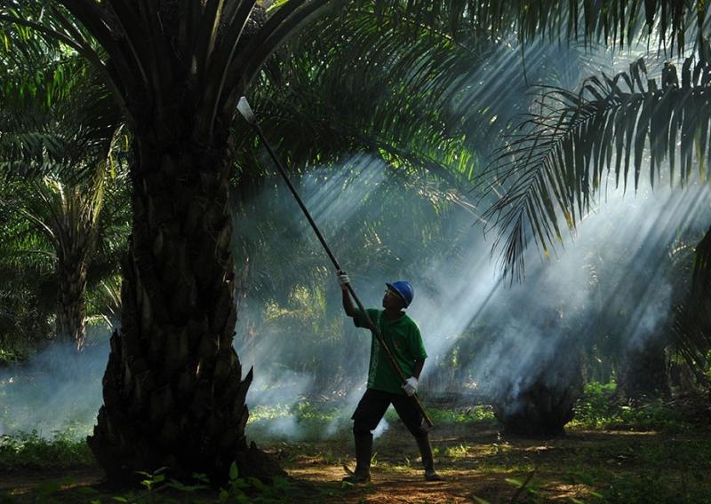 Saham Sampoerna Agro (SGRO) Menguat usai Pengendali Angkat Kaki
