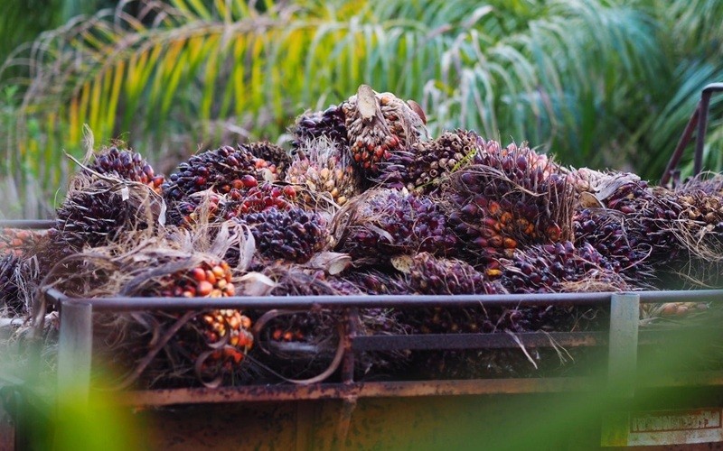 Ekspor Sawit Desember 2025 Melonjak 102,23 Persen, Total Capaian Tembus USD24,42 Miliar