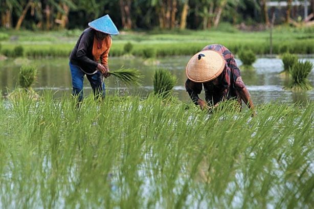 Nilai Tukar Petani Naik 1,50 persen  di Februari 2026 